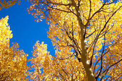 Aspens and Blue Skies, Rocky Mountains